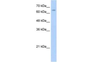 Western Blotting (WB) image for anti-Nuclear Receptor Subfamily 2, Group C, Member 1 (NR2C1) antibody (ABIN2461692) (NR2C1 antibody)