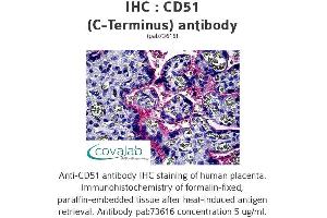 Image no. 1 for anti-Integrin alpha V (ITGAV) antibody (ABIN1732870) (CD51 antibody)