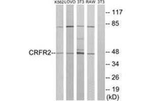 Western blot analysis of extracts from K562/LOVO/NIH-3T3/RAW264.