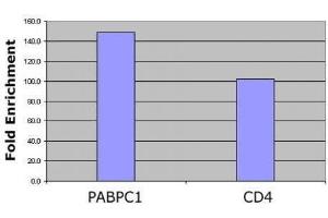 Histone H4 pan-acetyl antibody (pAb) tested by ChIP analysis. (Histone H4 antibody  (acetylated, N-Term))