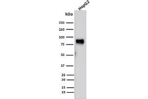 Western Blot Analysis of human HepG2 cell lysate using MDM2 Mouse Monoclonal Antibody (SMP14). (MDM2 antibody  (AA 154-167))