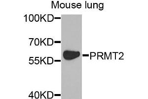 Western blot analysis of extracts of mouse lung cells, using PRMT2 antibody. (PRMT2 antibody)
