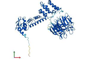 AlphaFold protein structure predicition of Mouse Recombinant Klhl12 Protein, UniprotID Q8BZM0 (KLHL12 Protein (AA 1-568) (His tag))