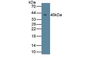 Detection of Recombinant TLR4, Human using Monoclonal Antibody to Toll Like Receptor 4 (TLR4) (TLR4 antibody  (AA 326-634))
