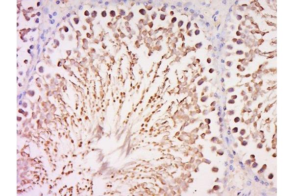 AMN1 antibody  (AA 1-100)