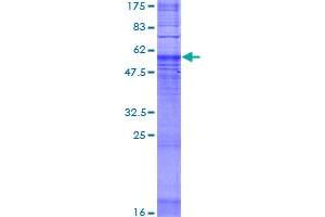 MRGPRD Protein (AA 1-321) (GST tag)