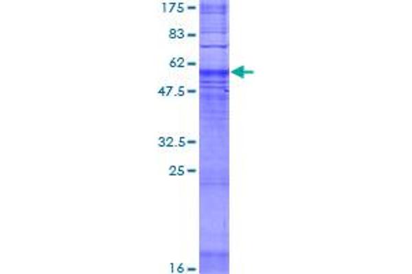 MRGPRD Protein (AA 1-321) (GST tag)