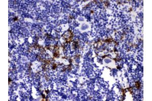 Elastase/ELANE/ELA2 was detected in paraffin-embedded sections of mouse spleen tissues using rabbit anti- Elastase/ELANE/ELA2 Antigen Affinity purified polyclonal antibody (Catalog # ) at 1 µg/mL. (ELANE antibody  (AA 27-265))