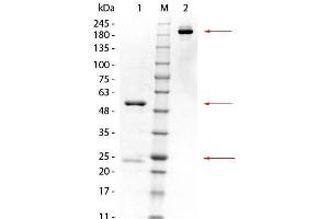 SDS-PAGE of Mouse anti-GSTK1 Monoclonal Antibody. (GSTK1 antibody)