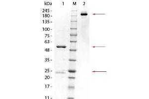 SDS-PAGE of Mouse anti-GSTK1 Monoclonal Antibody. (GSTK1 antibody  (GST tag))