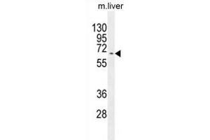 KY Antibody (N-term) (ABIN654368 and ABIN2844126) western blot analysis in mouse liver tissue lysates (35 μg/lane). (Kyphoscoliosis Peptidase antibody  (N-Term))