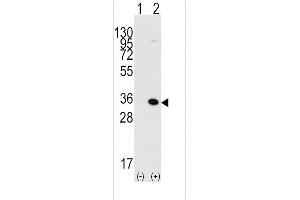 Western blot analysis of MBD3 (arrow) using rabbit polyclonal MBD3 Antibody (C-term) (ABIN387891 and ABIN2844115).