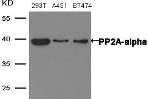 Western blot analysis of extracts from 293T, A431 and BT474 cells using PP2A-alpha antibody. (PPP2CA antibody  (N-Term))