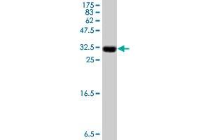 Western Blot detection against Immunogen (6. (DUSP1 antibody  (AA 305-367))