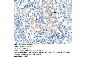 Human kidney (MINA antibody  (N-Term))