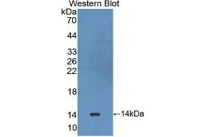 Western Blotting (WB) image for anti-Interleukin 10 Receptor, alpha (IL10RA) (AA 132-235) antibody (ABIN1174850)