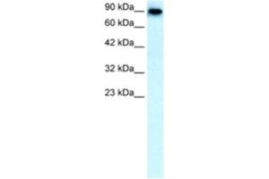 Western Blotting (WB) image for anti-Solute Carrier Family 4, Anion Exchanger, Member 1 (erythrocyte Membrane Protein Band 3, Diego Blood Group) (SLC4A1) antibody (ABIN2460810) (Band 3/AE1 antibody)