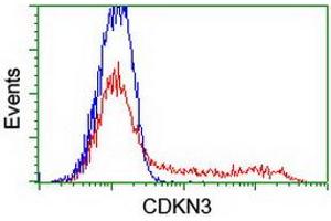 HEK293T cells transfected with either RC213080 overexpress plasmid (Red) or empty vector control plasmid (Blue) were immunostained by anti-CDKN3 antibody (ABIN2455050), and then analyzed by flow cytometry. (CDKN3 antibody)