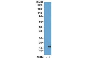 Western blot of acid extracts from HeLa cells untreated (-) or treated (+) with sodium butyrate using recombinant H3K79ac antibody at 1 ug/ml showed a band of Histone H3 acetylated at Lysine 79 in treated HeLa cells.