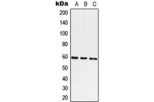Western blot analysis of ATE1 expression in A549 (A), Raw264. (ATE1 antibody  (C-Term))