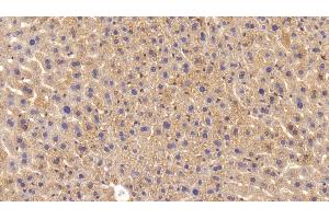 Detection of APOE in Mouse Liver Tissue using Polyclonal Antibody to Apolipoprotein E (APOE) (APOE antibody  (AA 14-167))
