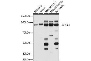 Western blot analysis of extracts of various cell lines, using XRCC1 antibody (ABIN1683300, ABIN5663662, ABIN5663663, ABIN5663664 and ABIN6213850) at 1:1000 dilution. (XRCC1 antibody  (AA 1-320))