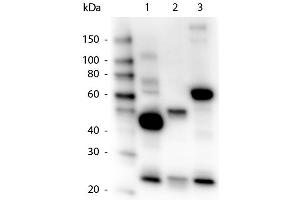 Western Blot of Goat anti-Human IgG, IgA, IgM Peroxidase Conjugated Antibody. (Goat anti-Human IgA, IgG, IgM (Heavy & Light Chain) Antibody (HRP))