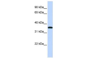 Western Blotting (WB) image for anti-Vestigial Like 3 (VGLL3) antibody (ABIN2459881) (VGLL3 antibody)