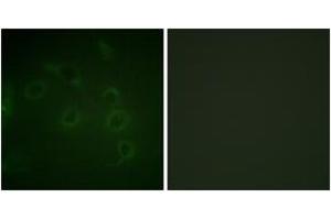 Immunofluorescence (IF) image for anti-Protein tyrosine Phosphatase, Receptor Type, C (PTPRC) (AA 981-1030) antibody (ABIN1532560)
