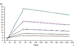 Surface Plasmon Resonance (SPR) image for Interleukin 31 Receptor A (IL31RA) (AA 20-519) protein (His tag) (ABIN7275018)