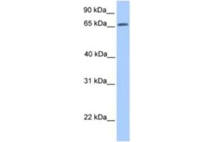 Western Blotting (WB) image for anti-ATG16 Autophagy Related 16-Like 1 (ATG16L1) antibody (ABIN2463625) (ATG16L1 antibody)