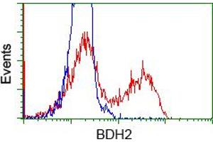 Image no. 3 for anti-3-hydroxybutyrate Dehydrogenase, Type 2 (BDH2) antibody (ABIN1496856)