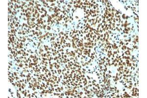 Image no. 3 for anti-Nuclear Antigen antibody (ABIN6190865) (Nuclear Antigen antibody)