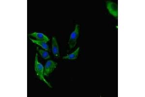 Immunofluorescent analysis of Hela cells using ABIN7142550 at dilution of 1:100 and Alexa Fluor 488-congugated AffiniPure Goat Anti-Rabbit IgG(H+L) (FAU antibody  (AA 1-59))