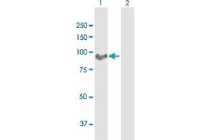 MARCH10 antibody  (AA 1-657)