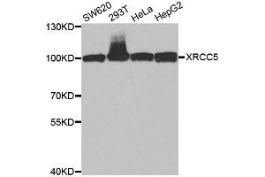Western blot analysis of extracts of various cell lines, using XRCC5 antibody. (XRCC5 antibody)