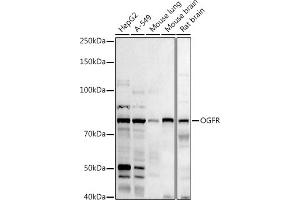 Western blot analysis of extracts of various cell lines, using (ABIN6128395, ABIN6145006, ABIN6145007 and ABIN6222871) at 1:1000 dilution. (OGFR antibody  (AA 1-280))