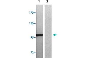 Western blot analysis of Lane 1: EGF treated 3T3 cells, Lane 2: antigen-specific peptide treated 3T3 cells with MERTK/TYRO3 (phospho Y749/681) polyclonal antibody  at 1:500-1000 dilution. (MERTK antibody  (pTyr681, pTyr749))