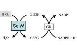 Image no. 2 for anti-Selenoprotein W, 1 (SEPW1) antibody (ABIN401399) (Selenoprotein W antibody)