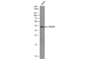 WB Image GULP1 antibody detects GULP1 protein by western blot analysis. (GULP1 antibody  (C-Term))