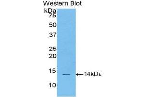Western Blotting (WB) image for anti-Signal Transducer and Activator of Transcription 3 (Acute-Phase Response Factor) (STAT3) (AA 563-670) antibody (ABIN1174968) (STAT3 antibody  (AA 563-670))
