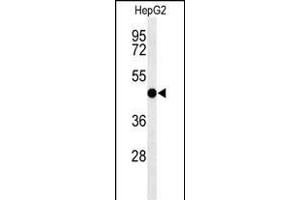 Western blot analysis of SGMS2 Antibody (C-term) (ABIN653696 and ABIN2843015) in HepG2 cell line lysates (35 μg/lane). (Sphingomyelin Synthase 2 antibody  (C-Term))