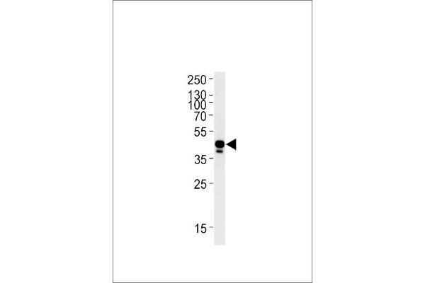 EFNB2A antibody  (AA 163-194)