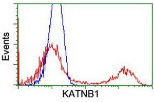 HEK293T cells transfected with either RC201852 overexpress plasmid (Red) or empty vector control plasmid (Blue) were immunostained by anti-KATNB1 antibody (ABIN2455169), and then analyzed by flow cytometry.