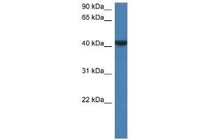 Western Blot showing Fggy antibody used at a concentration of 1.