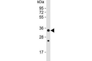 CHIP / STUB1 antibody western blot analysis in 293 lysate (STUB1 antibody  (AA 203-231))
