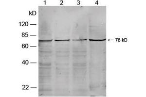 Western blot analysis of cell lysates using Rabbit Anti-PKG-2 Polyclonal Antibody (ABIN398685) Lane 1. (PKG-2 antibody)