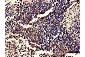 Immunohistochemistry of paraffin-embedded human spleen tissue using ABIN7174020 at dilution of 1:100 (Fgr antibody  (AA 11-72))