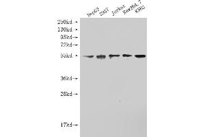 Western Blot Positive WB detected in: SKT38L antibody at 1:1000 Lane 1: HepG2 whole cell lysate Lane 2: 293T whole cell lysate Lane 3: Jurkat whole cell lysate Lane 4: Raw264. (Histone 3 antibody  (AA 212-464))