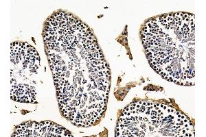 ABIN7096261 and ABIN7100323 at 1/100 staining mouse testis tissue by IHC-P. (SLC25A43 antibody)